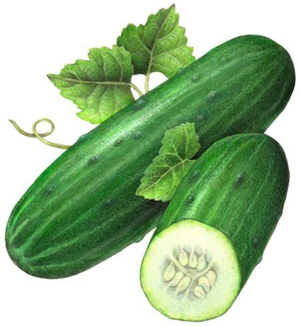 खीरा 